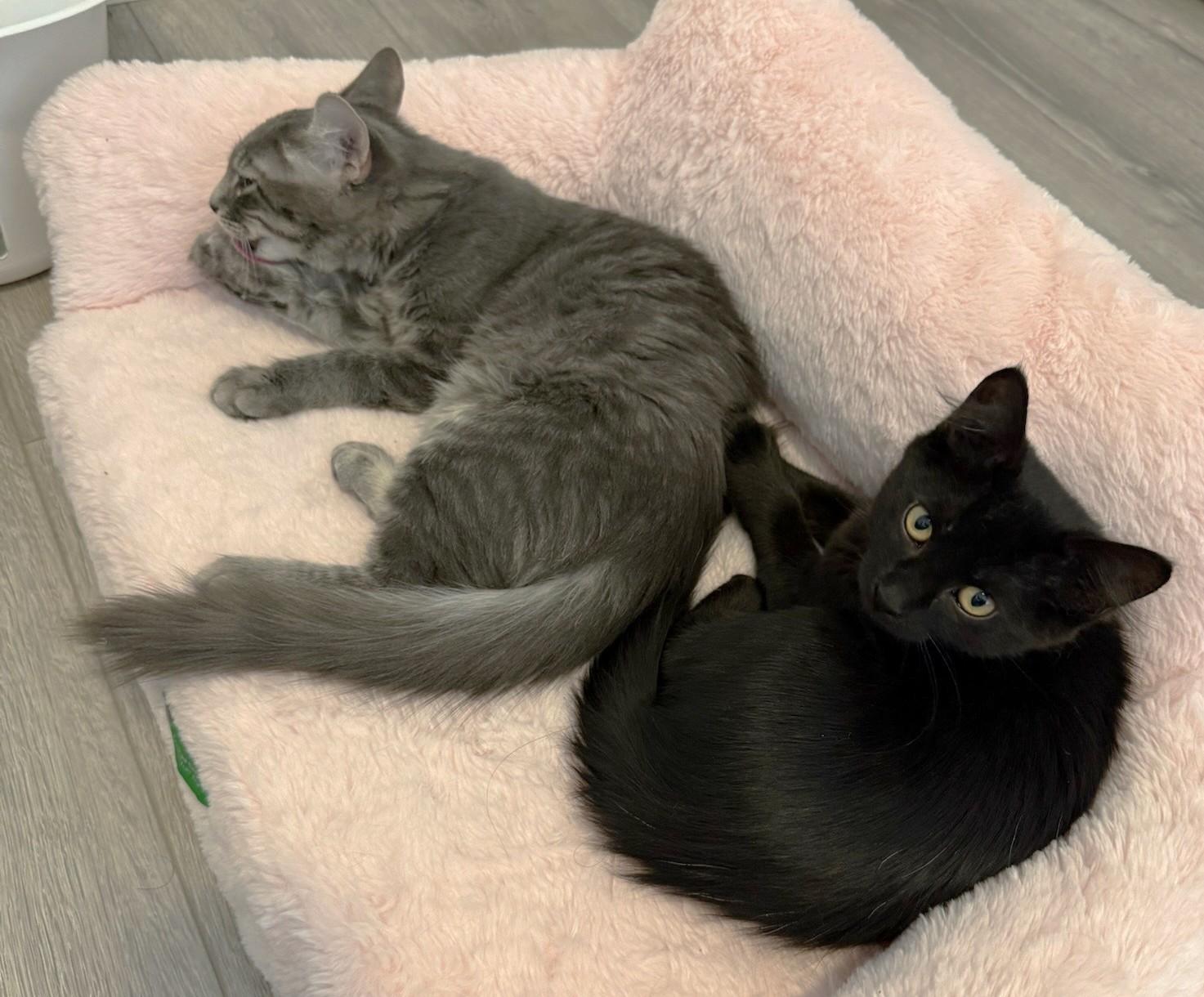 Marble, a Adoptable Tabby in Stoney Creek, ON image 3/5