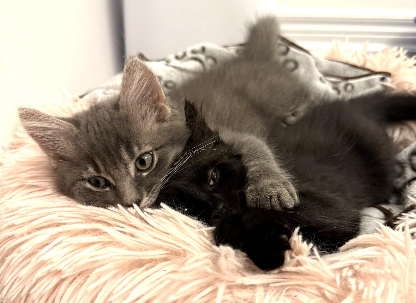 Marble, a Adoptable Tabby in Stoney Creek, ON image 1/5