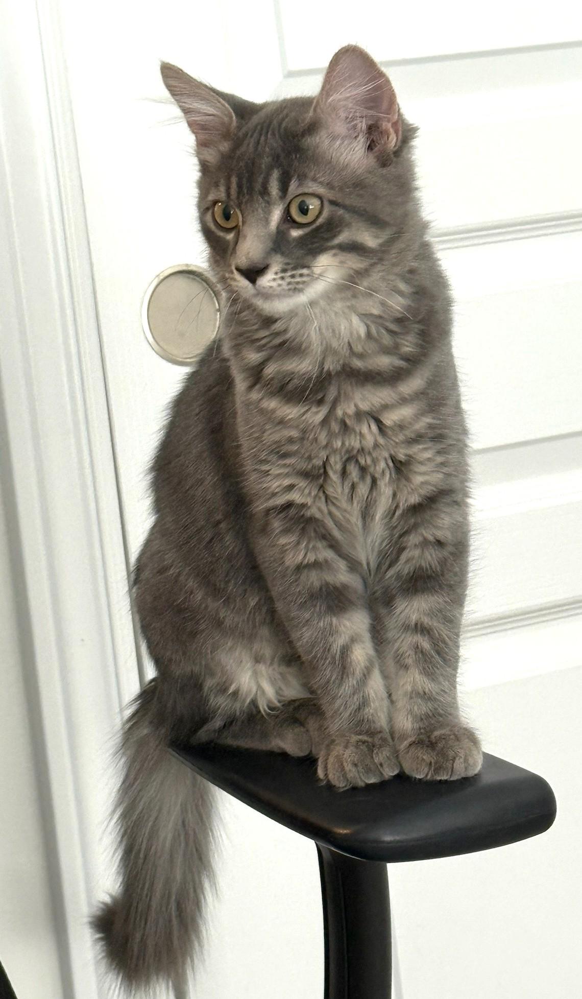 Marble, a Adoptable Tabby in Stoney Creek, ON image 2/5