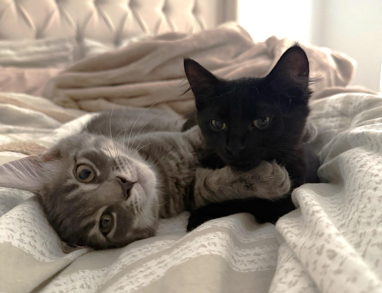 Marble, a Adoptable Tabby in Stoney Creek, ON image 5/5