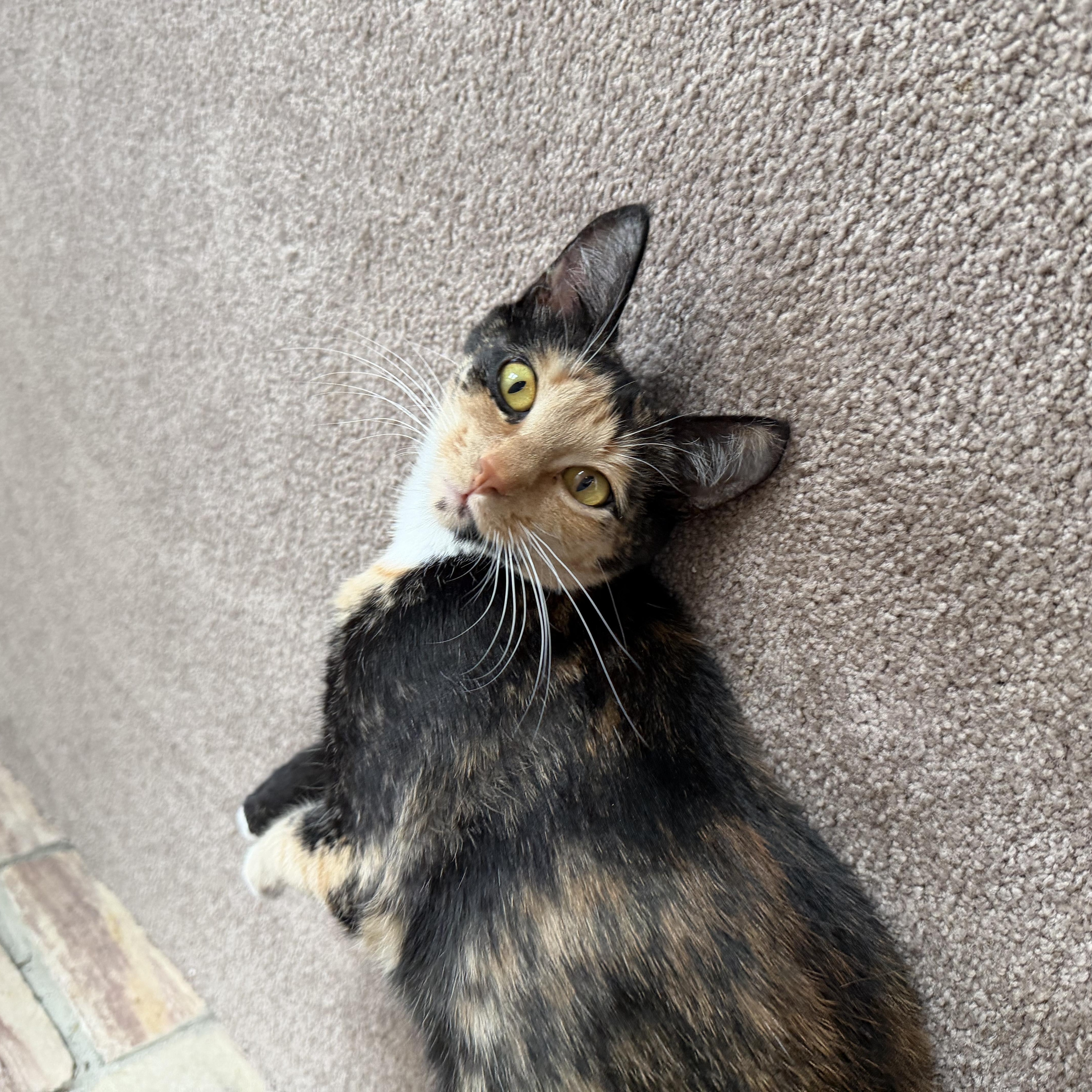 Enlarge Sammie , an adopted Domestic Short Hair in Lacona, NY image 4/4