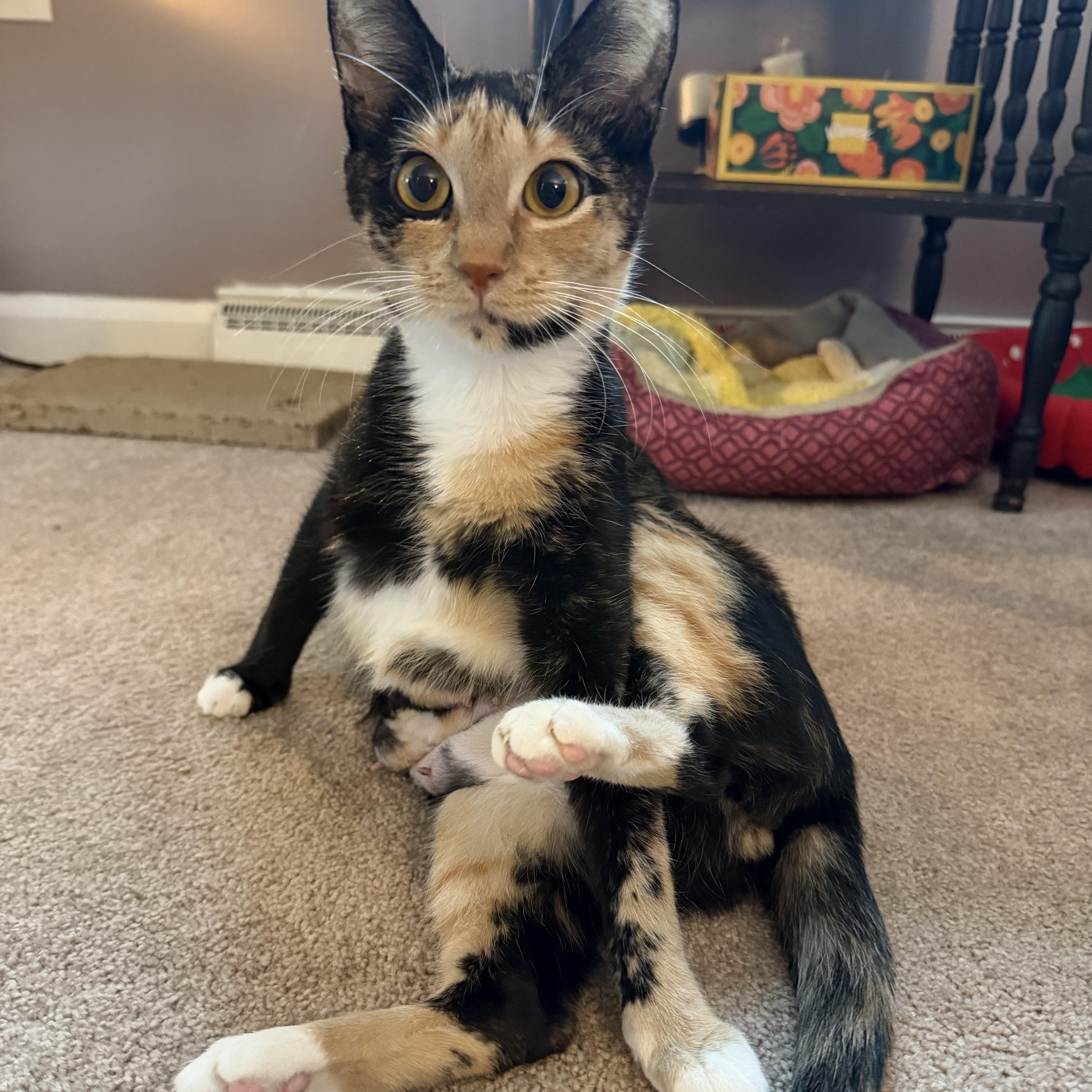 Sammie , adopted, Young Female Domestic Short Hair.