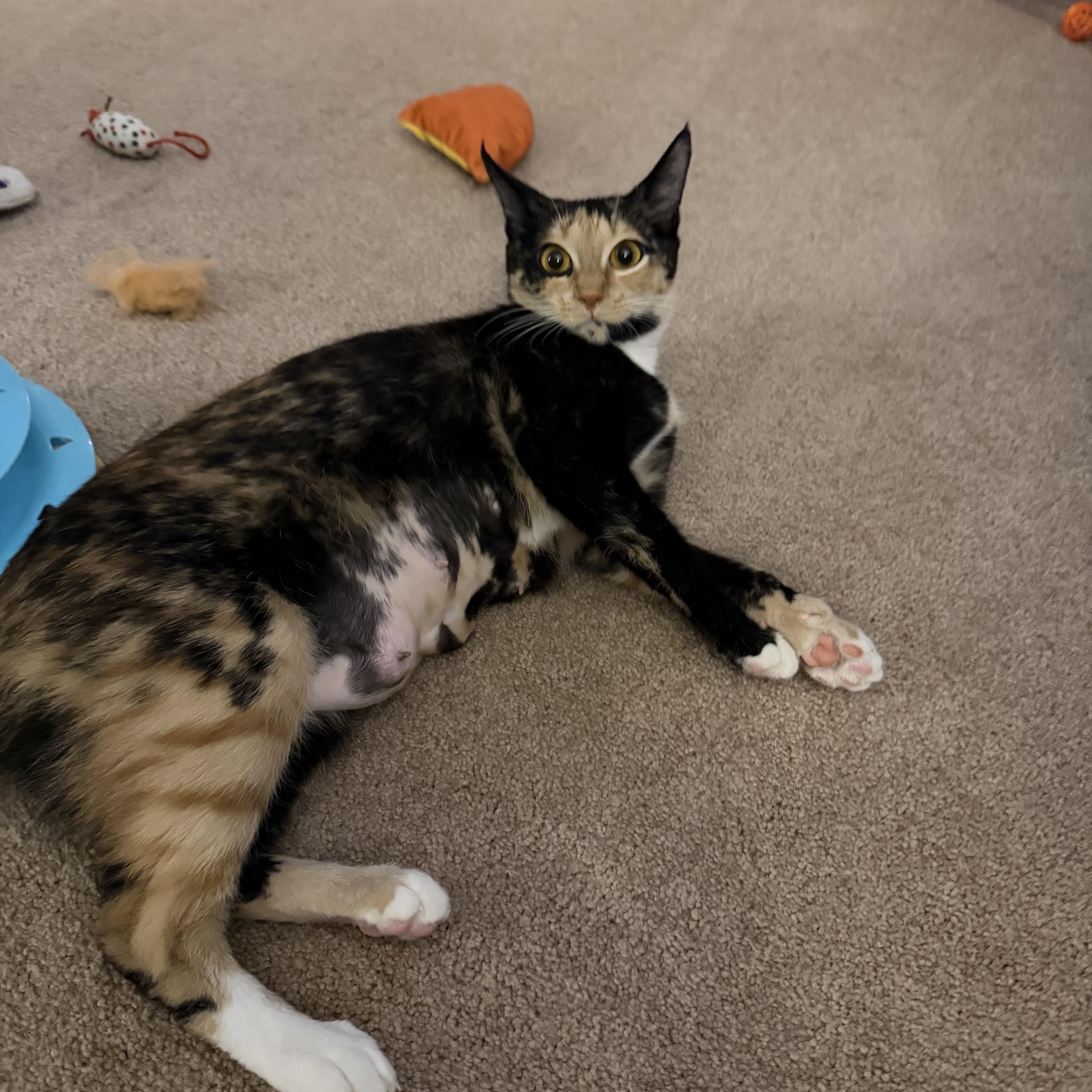 Enlarge Sammie , an adopted Domestic Short Hair in Lacona, NY image 2/4