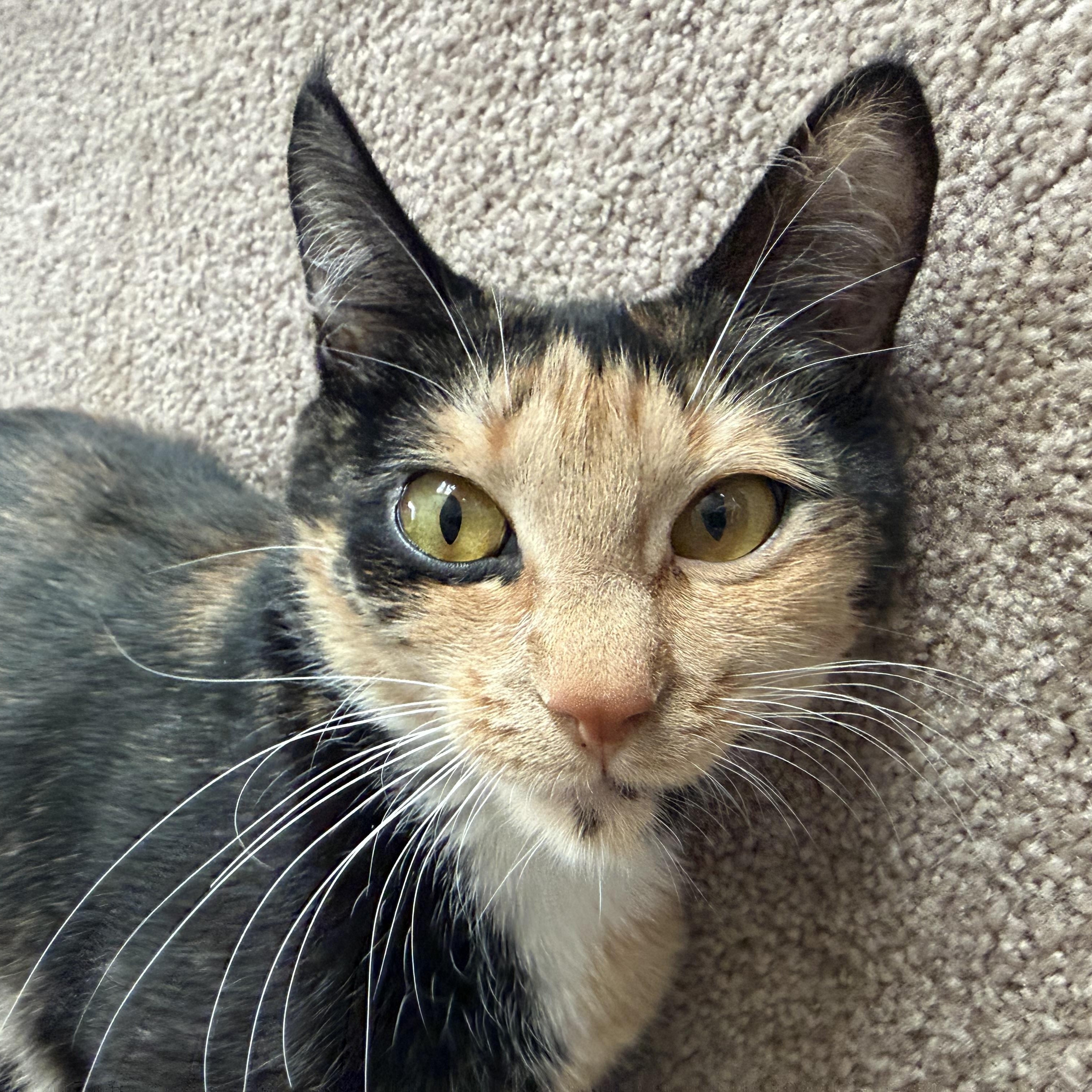 Enlarge Sammie , an adopted Domestic Short Hair in Lacona, NY image 3/4