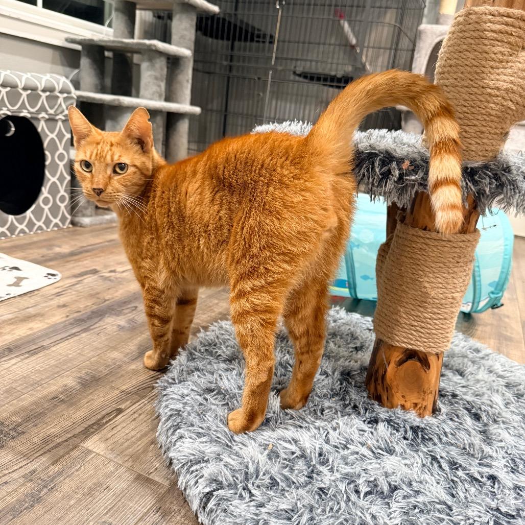 Enlarge Osage, a Adoptable Domestic Short Hair in Port Neches, TX image 1/5