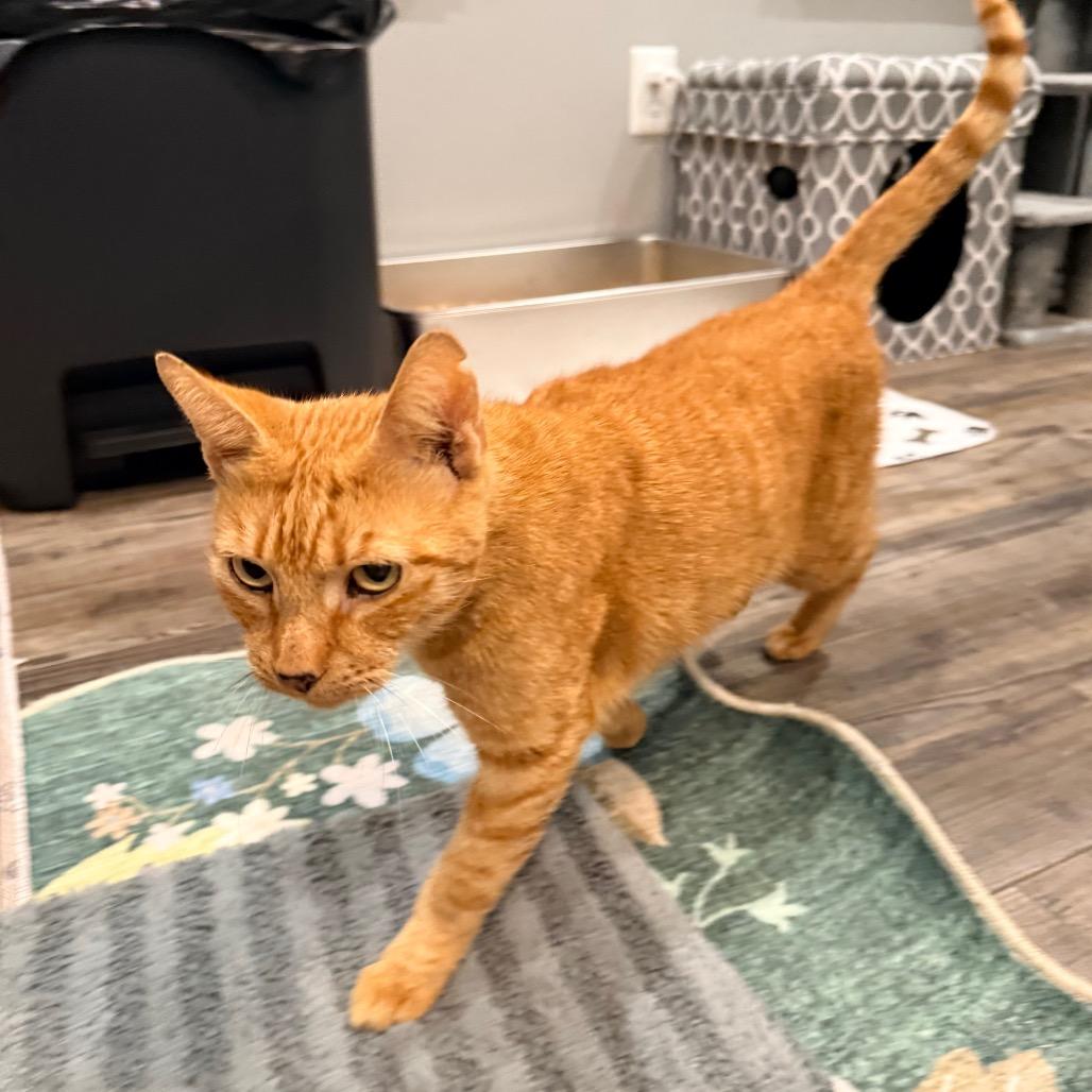 Enlarge Osage, a Adoptable Domestic Short Hair in Port Neches, TX image 2/5
