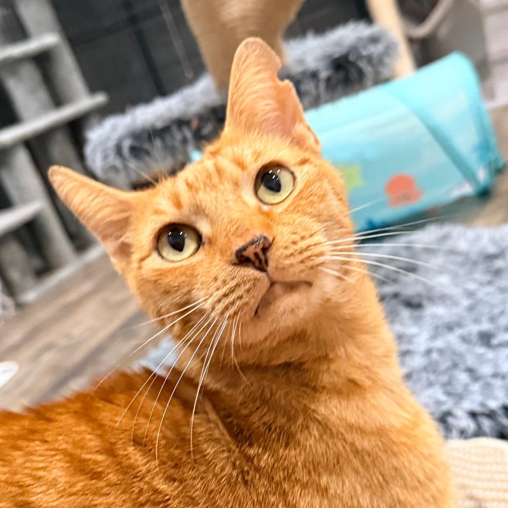 Enlarge Osage, a Adoptable Domestic Short Hair in Port Neches, TX image 3/5