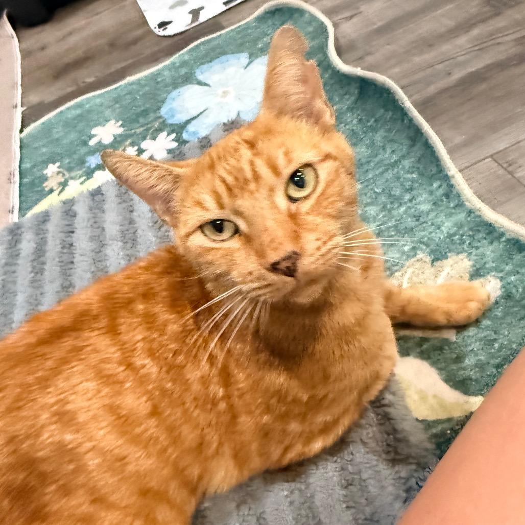 Enlarge Osage, a Adoptable Domestic Short Hair in Port Neches, TX image 4/5