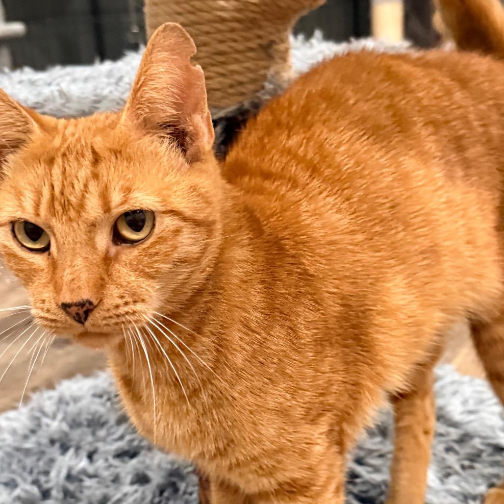 Enlarge Osage, a Adoptable Domestic Short Hair in Port Neches, TX image 5/5
