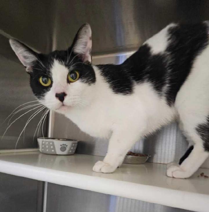 Ralphie, ADOPTABLE, Adult Male Domestic Short Hair & Tuxedo.