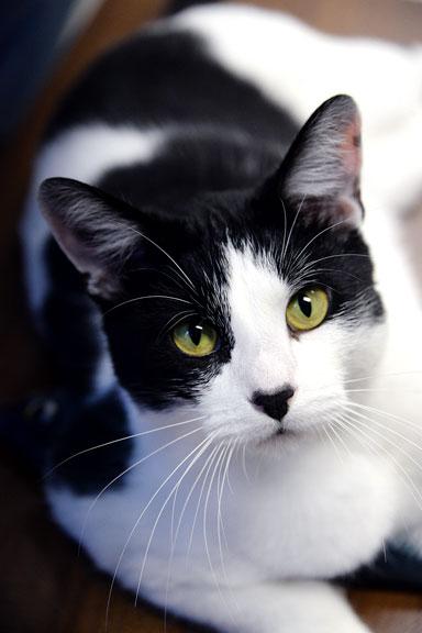 Enlarge Ralphie: Pet of the Week!, a ADOPTABLE mixed breed in Fort Leavenworth, KS image 1/5