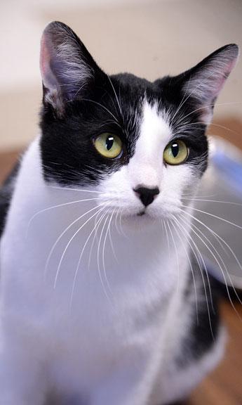 Enlarge Ralphie: Pet of the Week!, a ADOPTABLE mixed breed in Fort Leavenworth, KS image 3/5