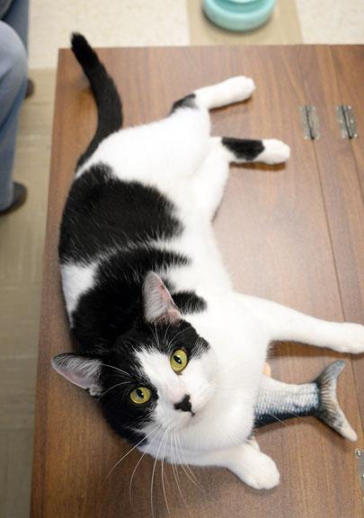 Enlarge Ralphie: Pet of the Week!, a ADOPTABLE mixed breed in Fort Leavenworth, KS image 2/5