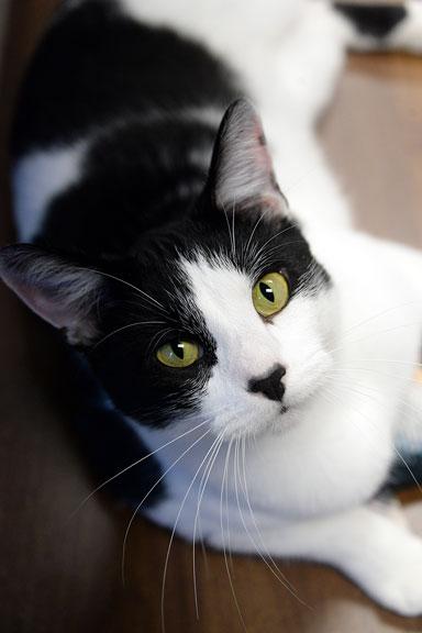 Enlarge Ralphie: Pet of the Week!, a ADOPTABLE mixed breed in Fort Leavenworth, KS image 4/5