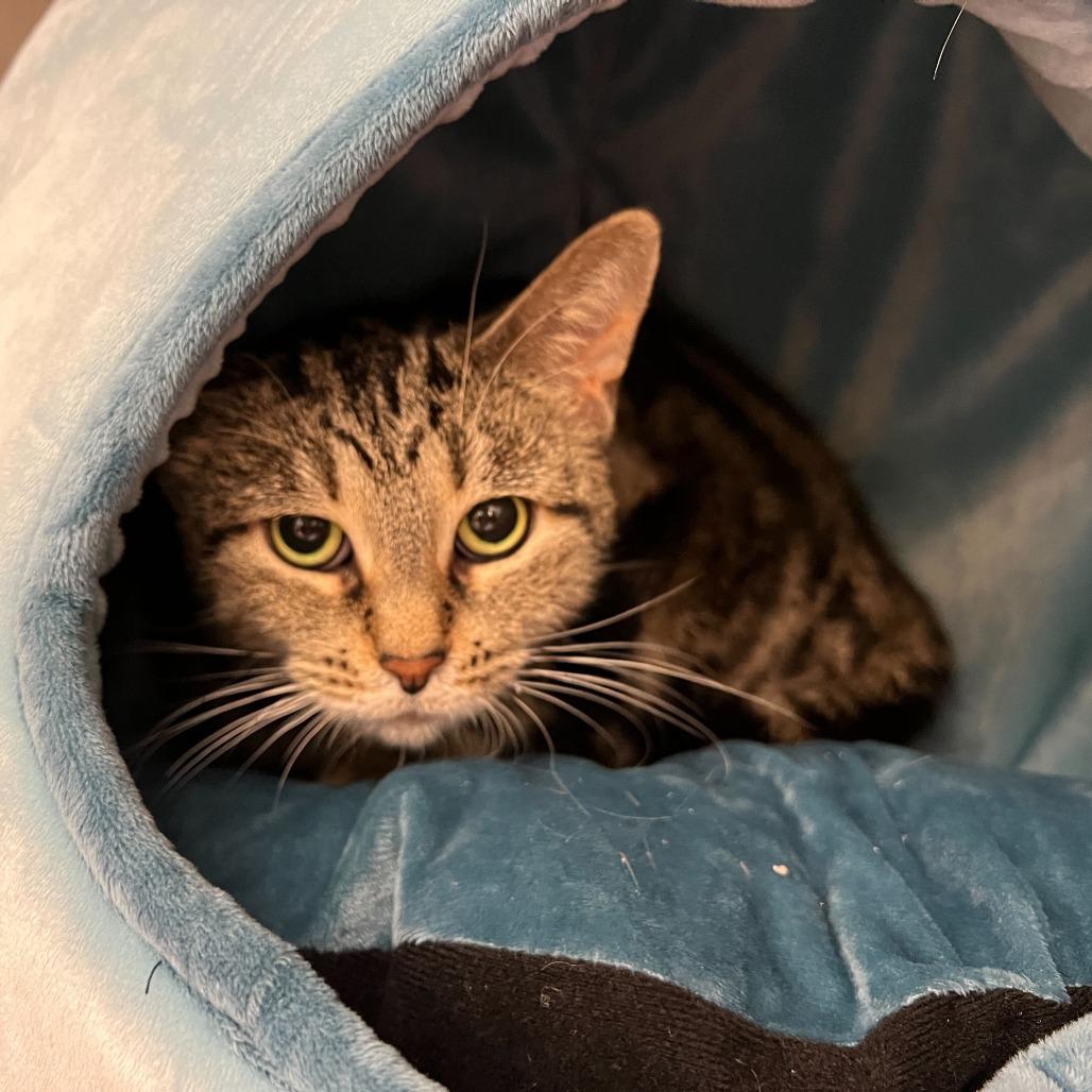 Lock, Adoptable, Young Female Domestic Short Hair.