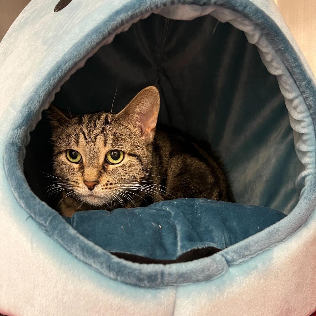 Enlarge Lock, a Adoptable Domestic Short Hair in Abbotsford, BC image 3/3
