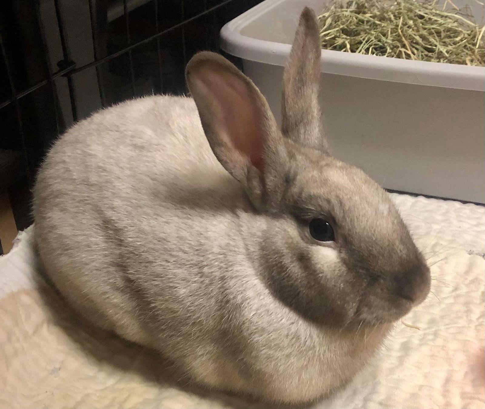 Enlarge Pym, a Adopted Bunny Rabbit in Milwaukie, OR image 1/3