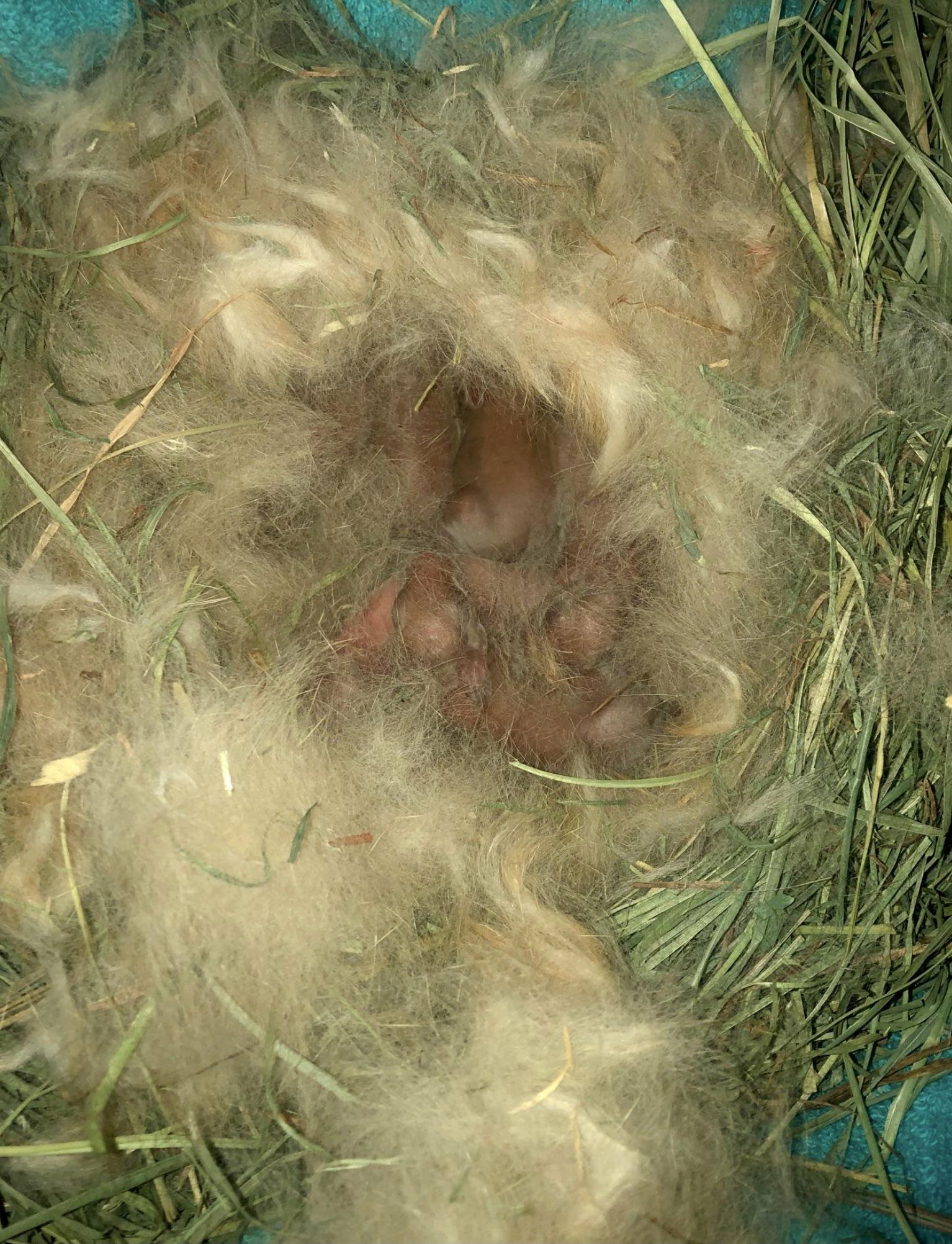 Enlarge Pym, a Adopted Bunny Rabbit in Milwaukie, OR image 2/3