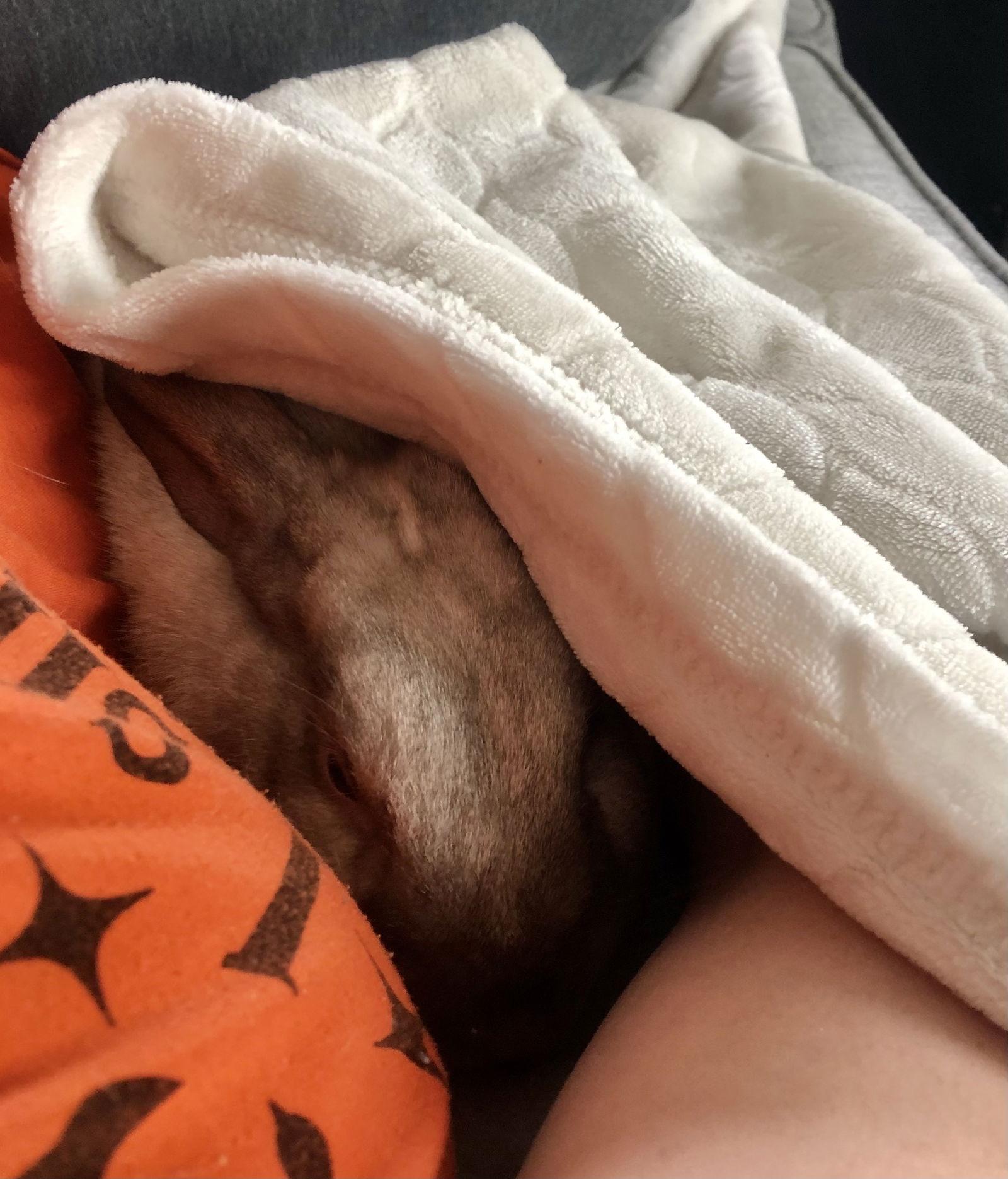 Enlarge Pym, a Adopted Bunny Rabbit in Milwaukie, OR image 3/3