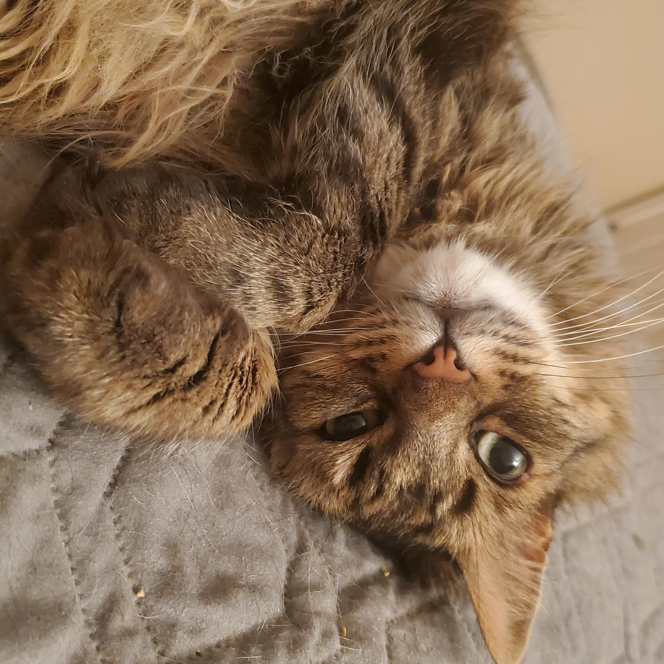 Aiden, a Adoptable Maine Coon in Sacramento, CA image 3/6