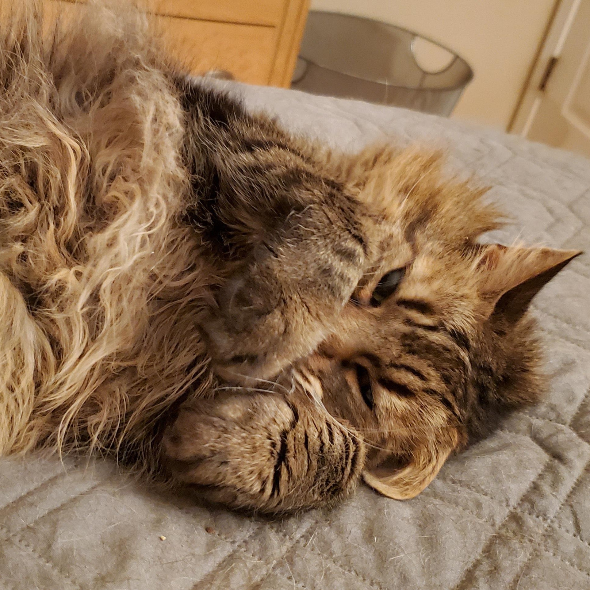 Aiden, a Adoptable Maine Coon in Sacramento, CA image 5/6