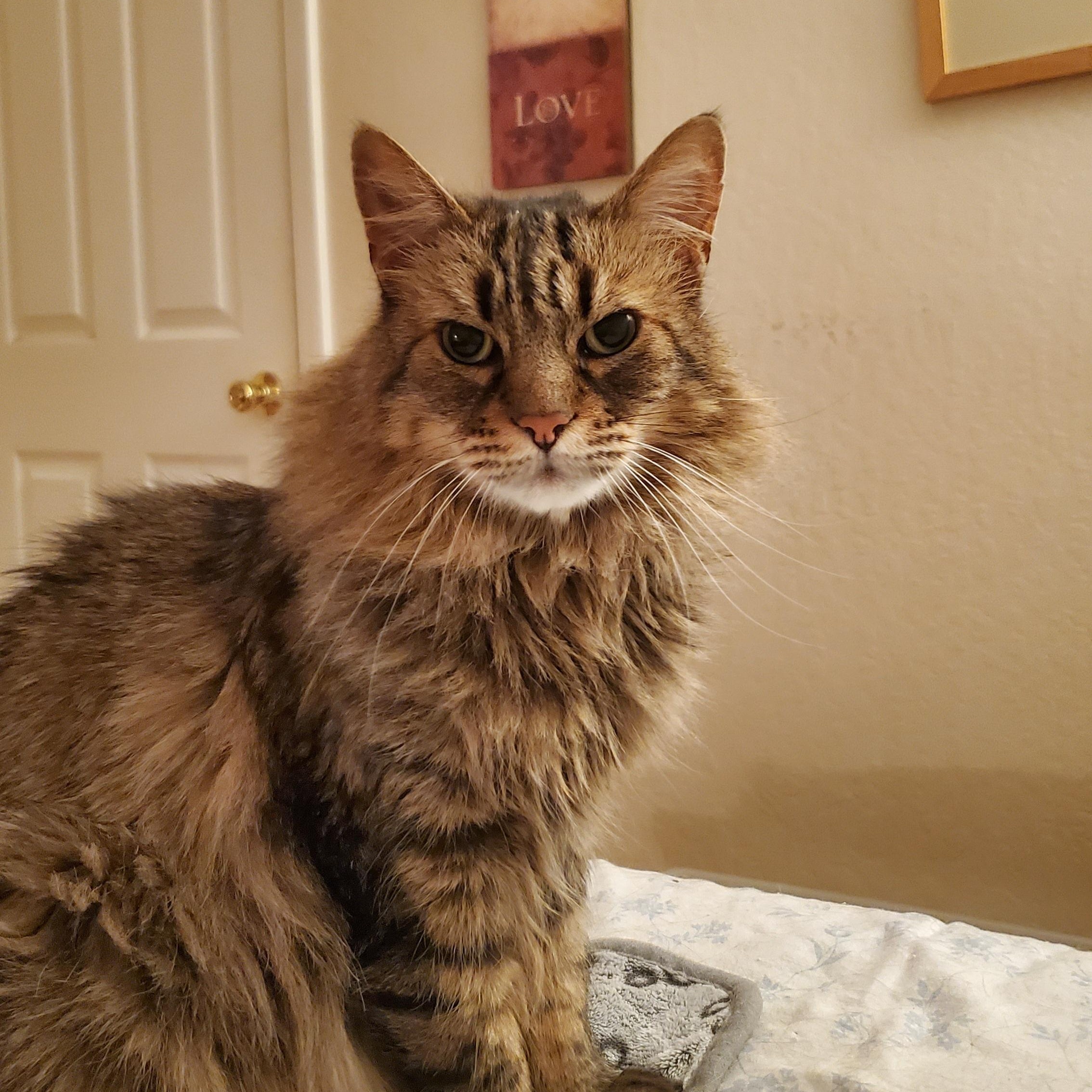 Aiden, a Adoptable Maine Coon in Sacramento, CA image 2/6