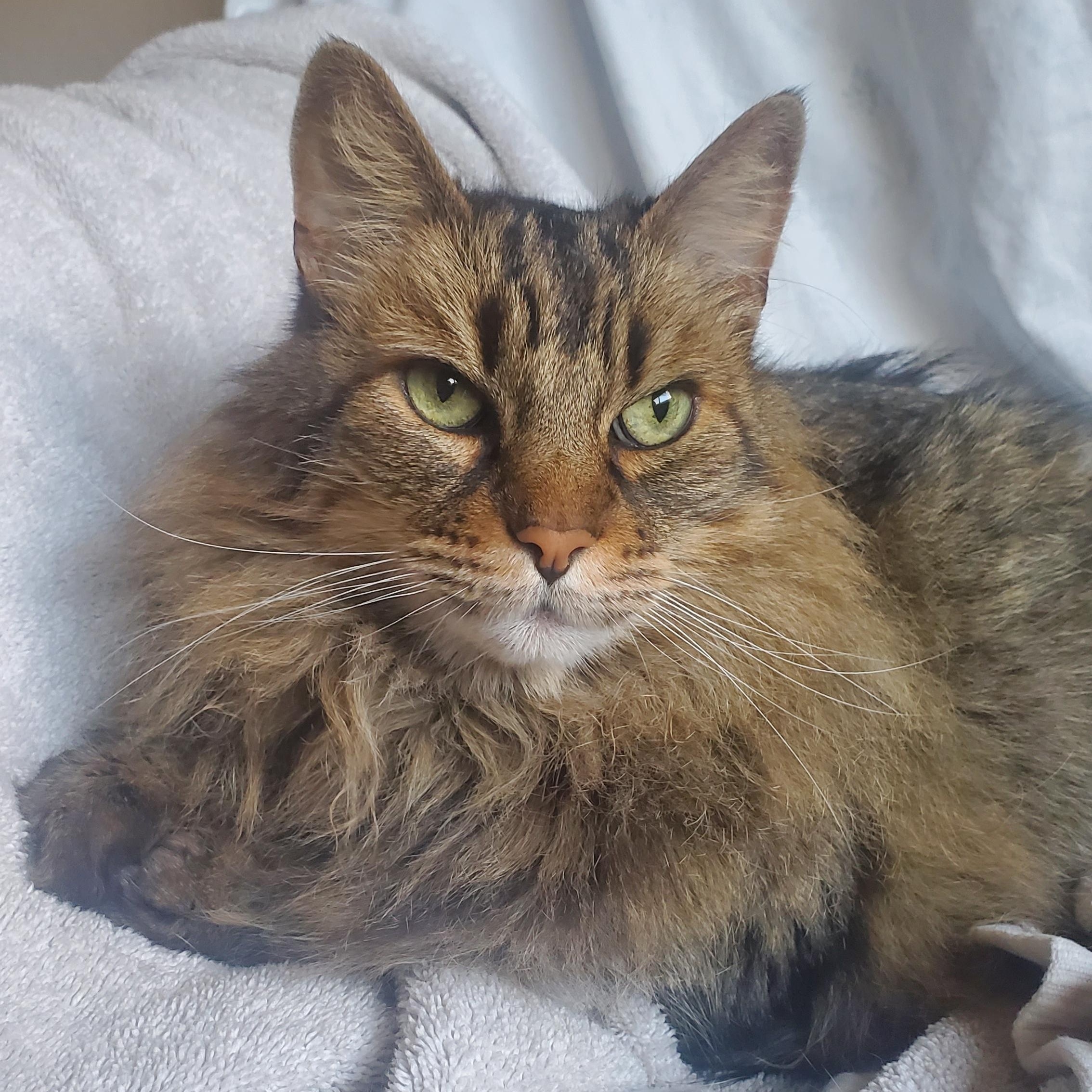 Aiden, a Adoptable Maine Coon in Sacramento, CA image 6/6