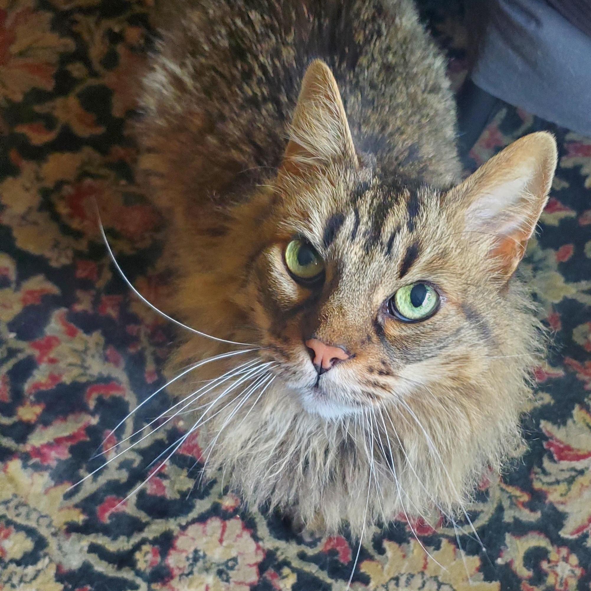 Aiden, a Adoptable Maine Coon in Sacramento, CA image 1/6