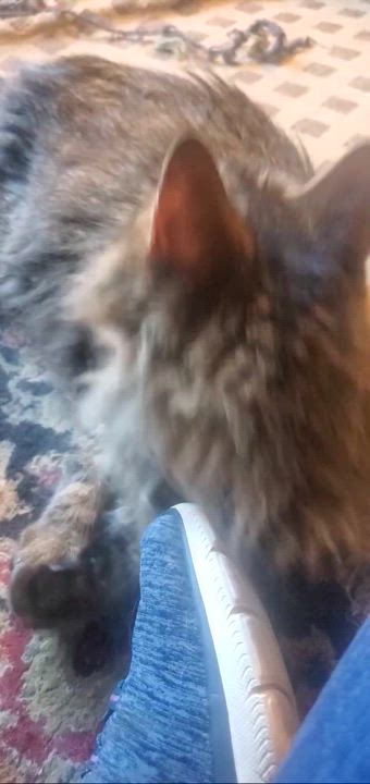 Enlarge Aiden, a Adoptable Maine Coon in Sacramento, CA video 4/6