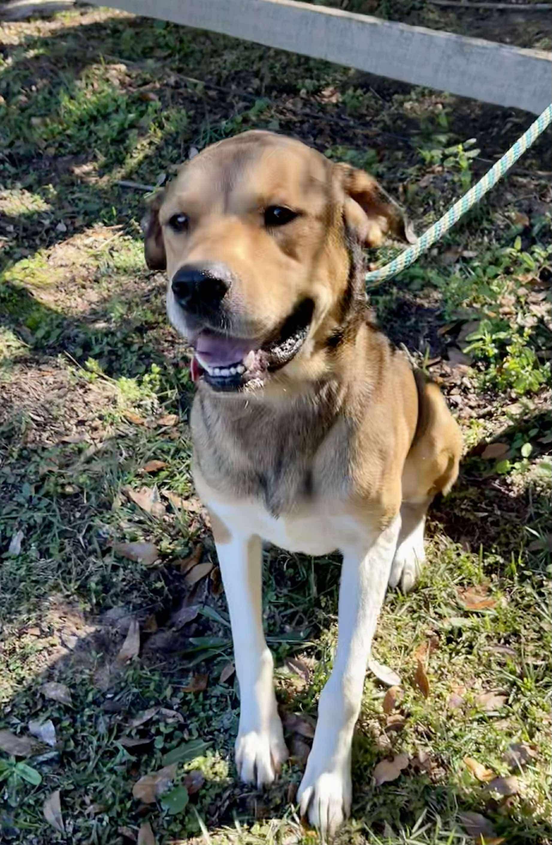 Scrappy Doo. (Gentle Giant), Adoptable, Young Male Hound.