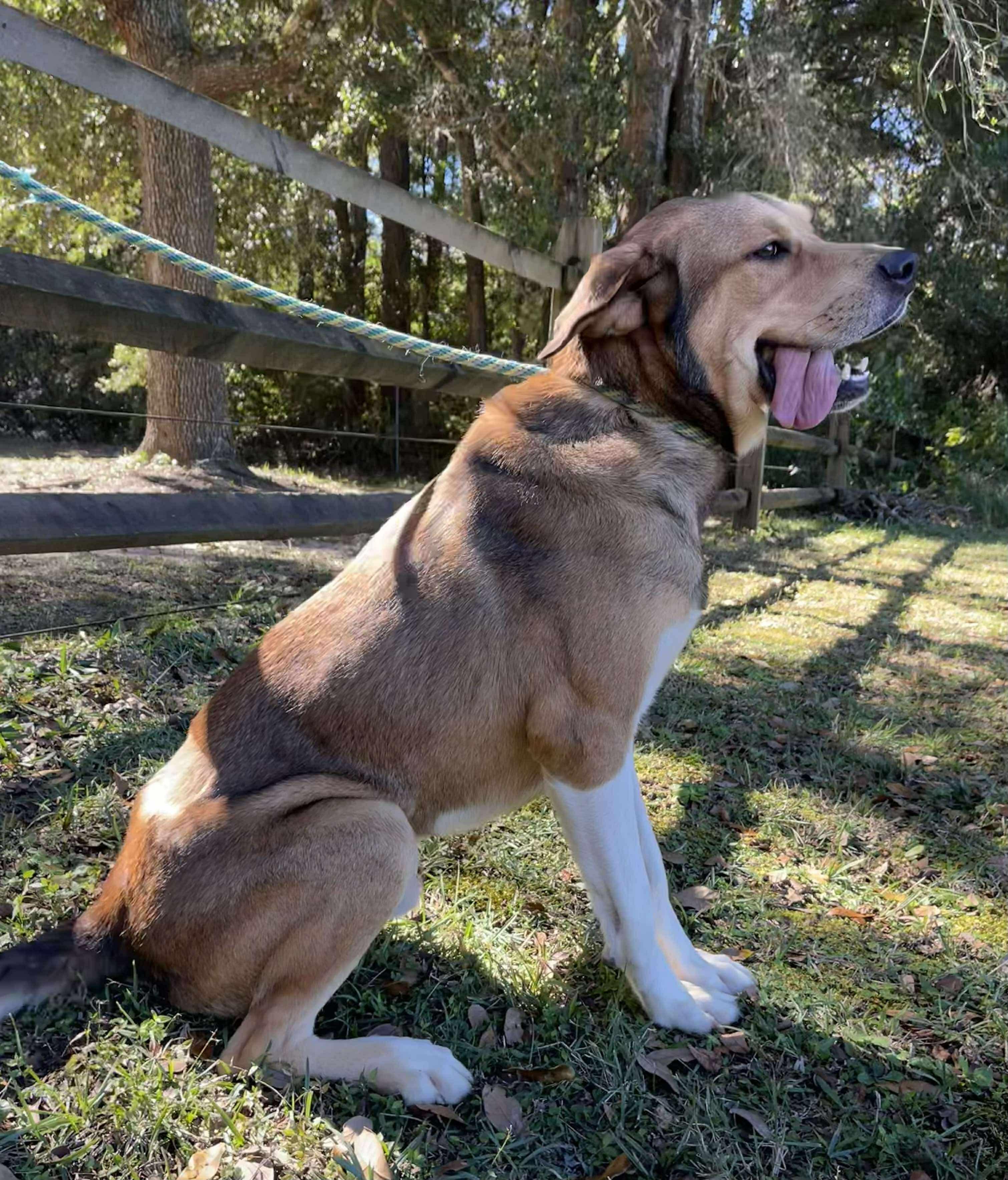 Scrappy Doo. (Gentle Giant), a Adoptable mixed breed in Farmington, CT image 2/6