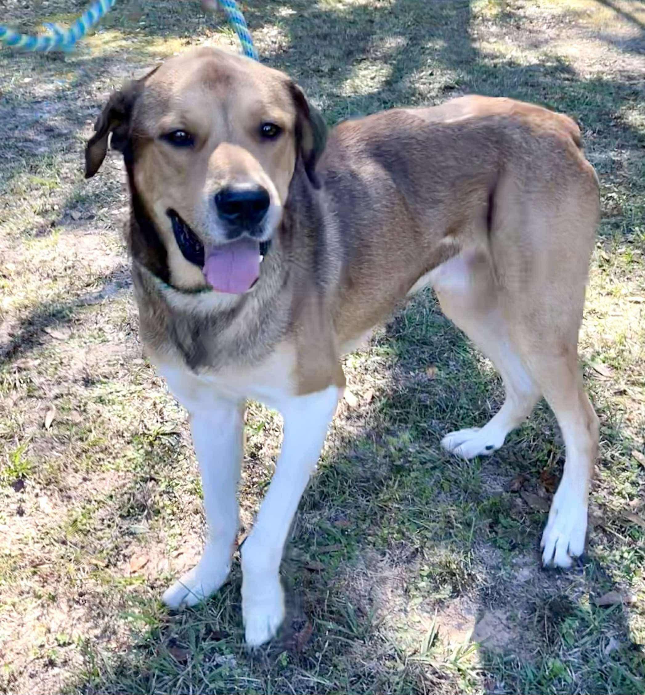 Scrappy Doo. (Gentle Giant), a Adoptable mixed breed in Farmington, CT image 4/6