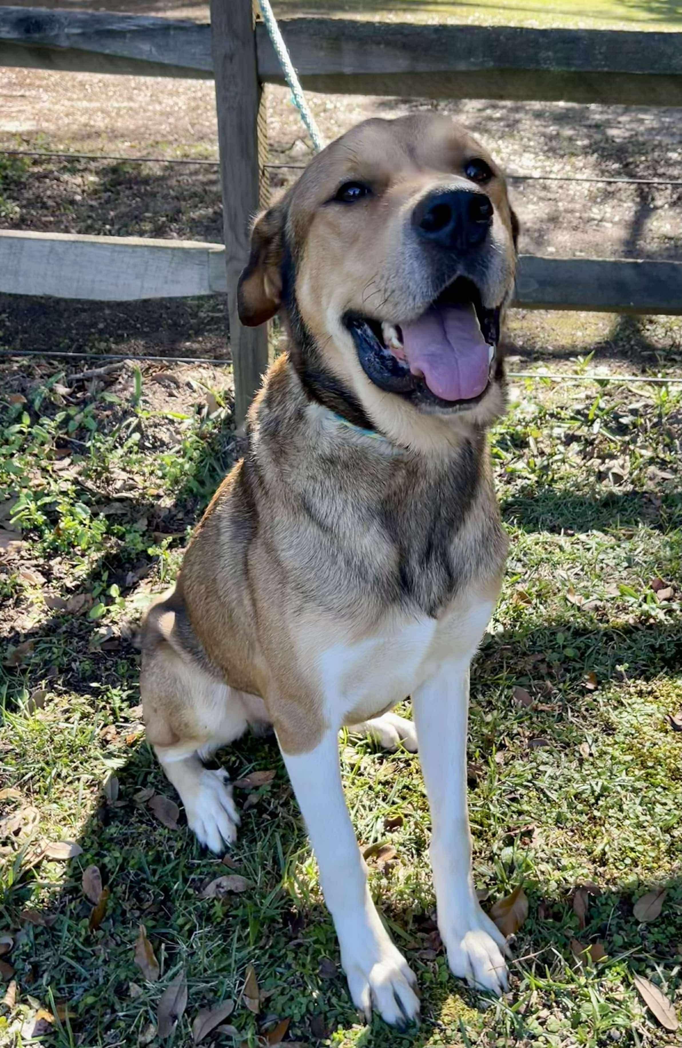 Scrappy Doo. (Gentle Giant), a Adoptable mixed breed in Farmington, CT image 5/6