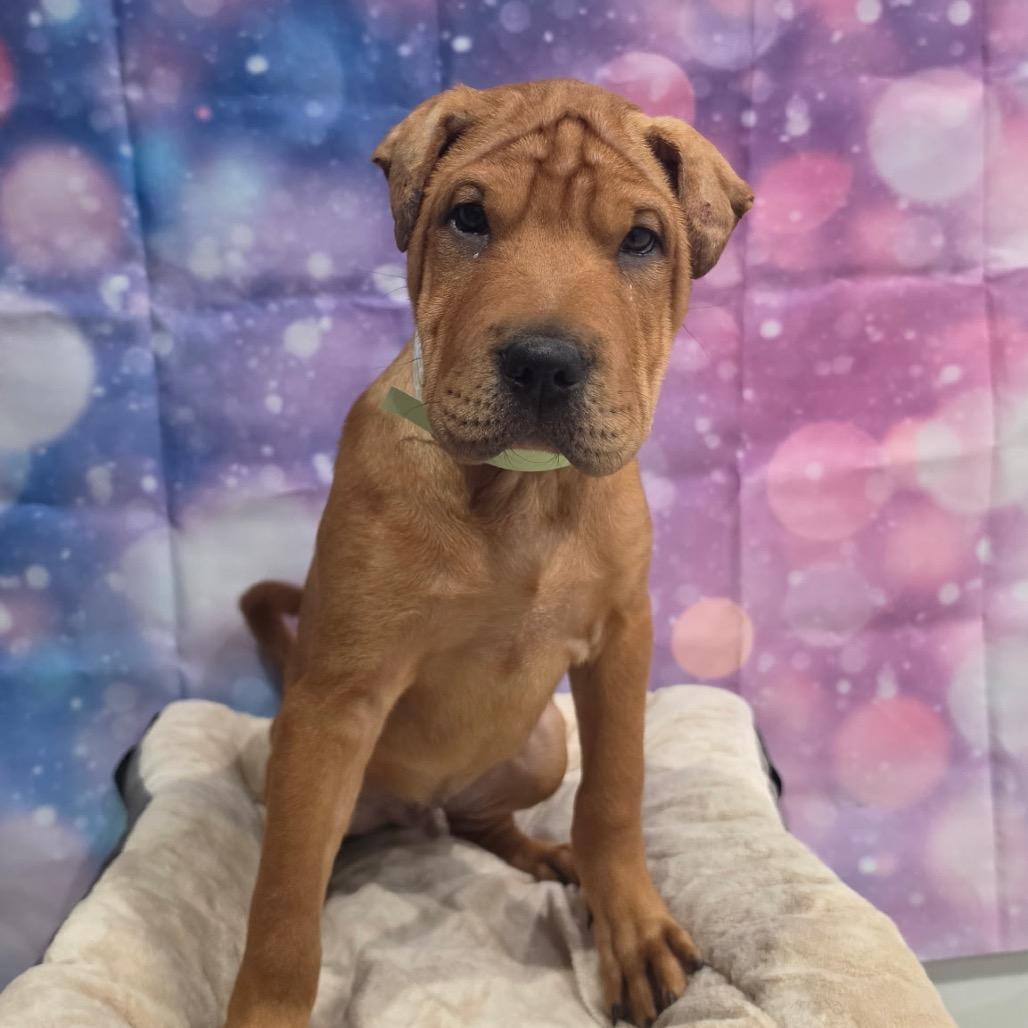 Enlarge Squishy, a Adoptable mixed breed in Fort Collins, CO image 1/4