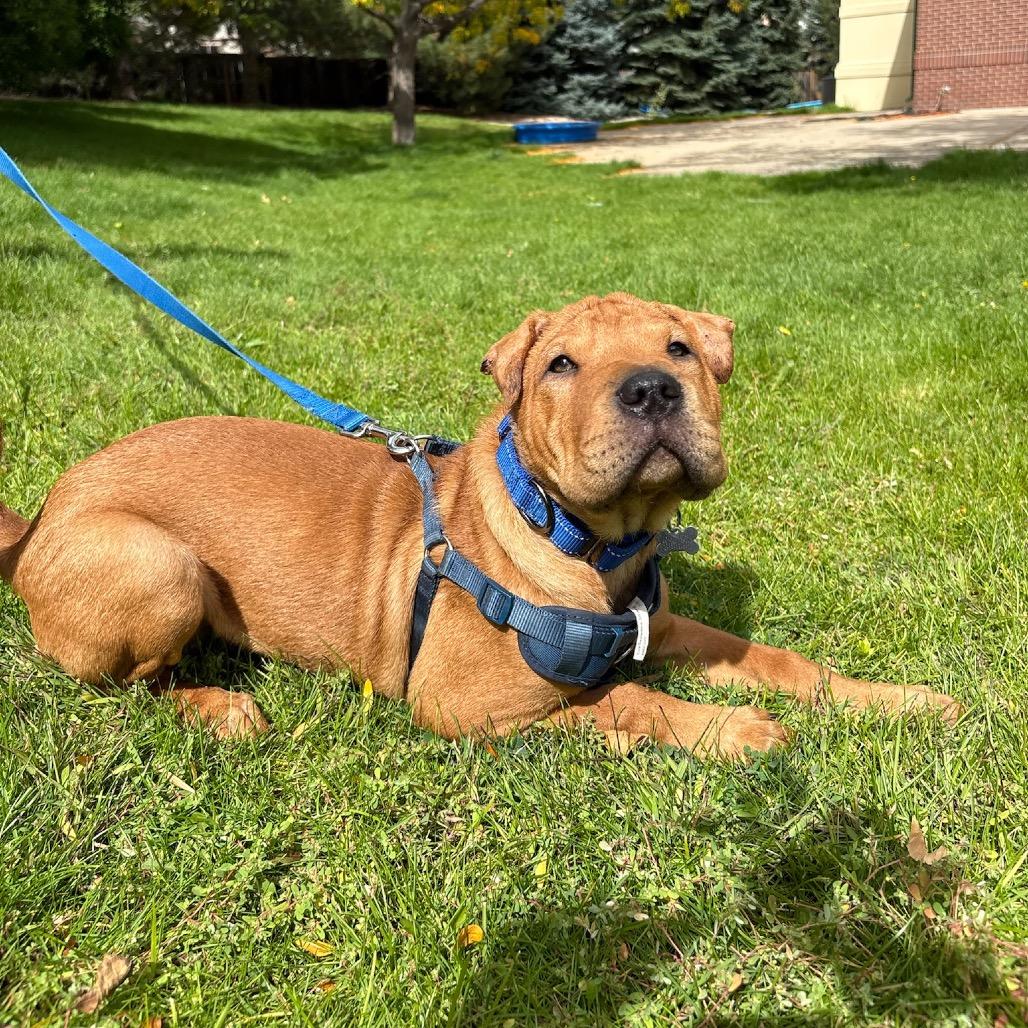 Enlarge Squishy, a Adoptable mixed breed in Fort Collins, CO image 2/4