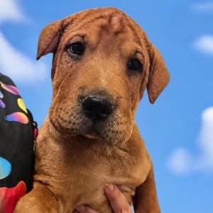 Enlarge Squishy, a Adoptable mixed breed in Fort Collins, CO image 3/4