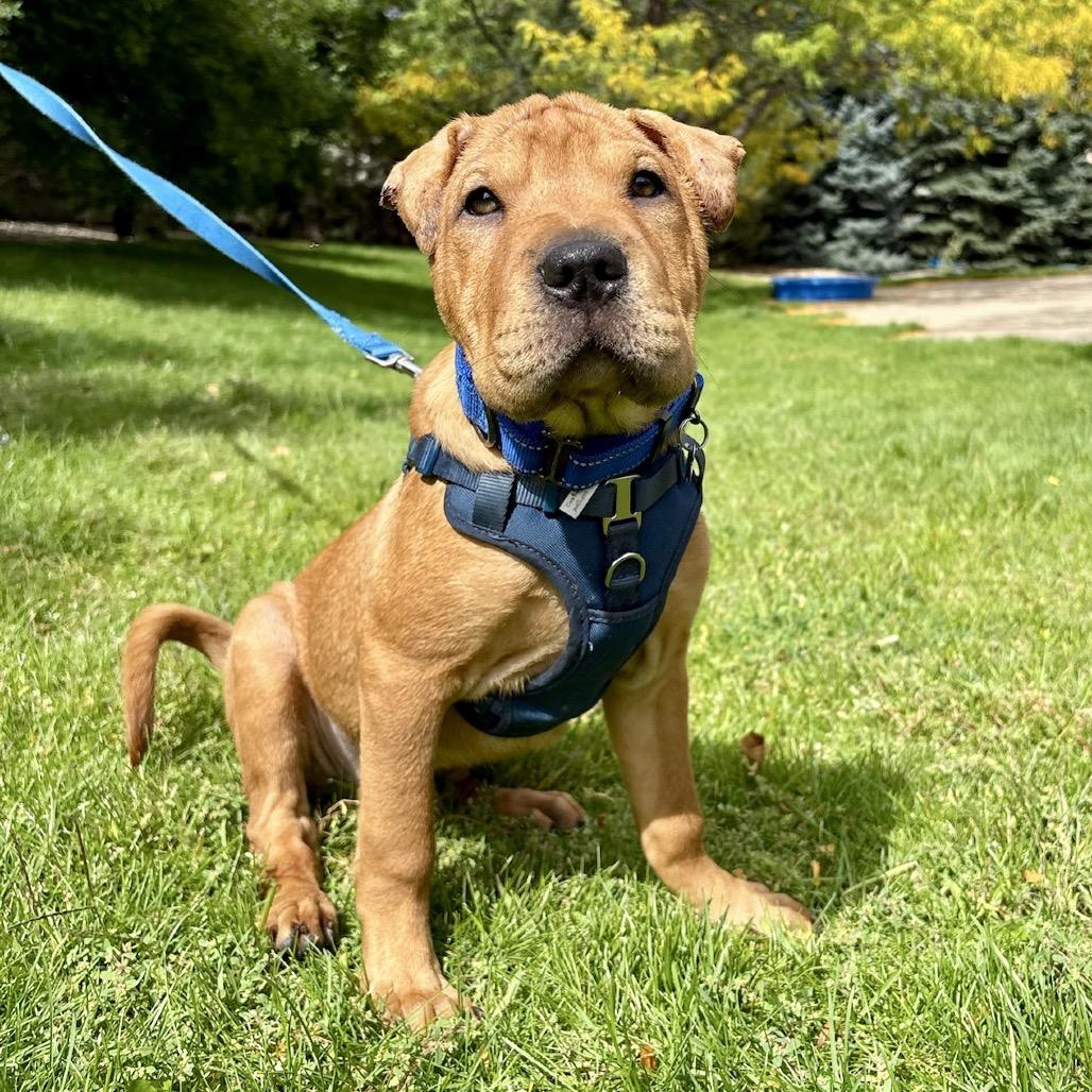 Enlarge Squishy, a Adoptable mixed breed in Fort Collins, CO image 4/4