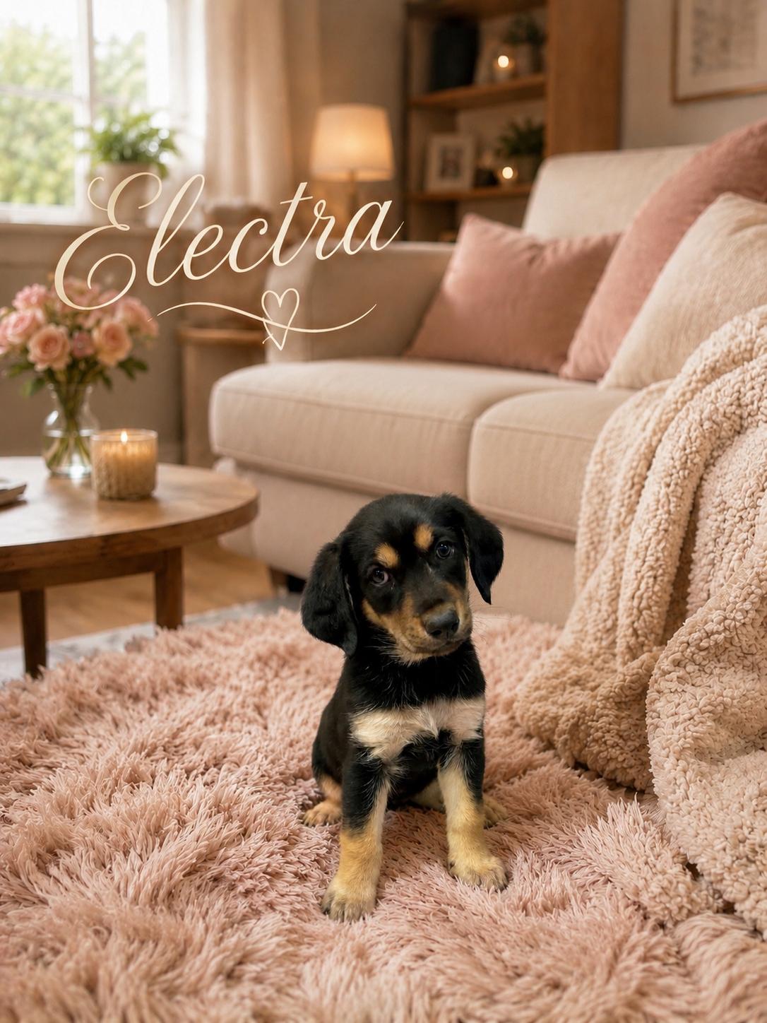 Electra, Adoptable, Puppy Female Golden Retriever & Standard Poodle.