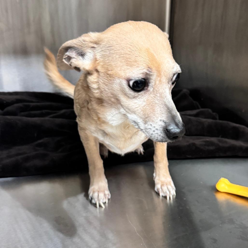 Remy, Adoptable, Adult Female Chihuahua.