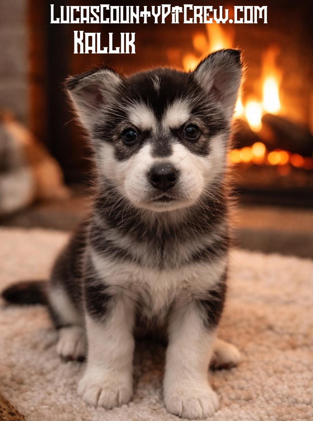 Enlarge Kallik, an adopted mixed breed in Toledo, OH image 1/1