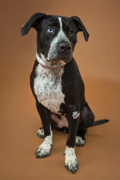 Princess, a Adoptable Mixed Breed in Miamitown, OH image 3/3