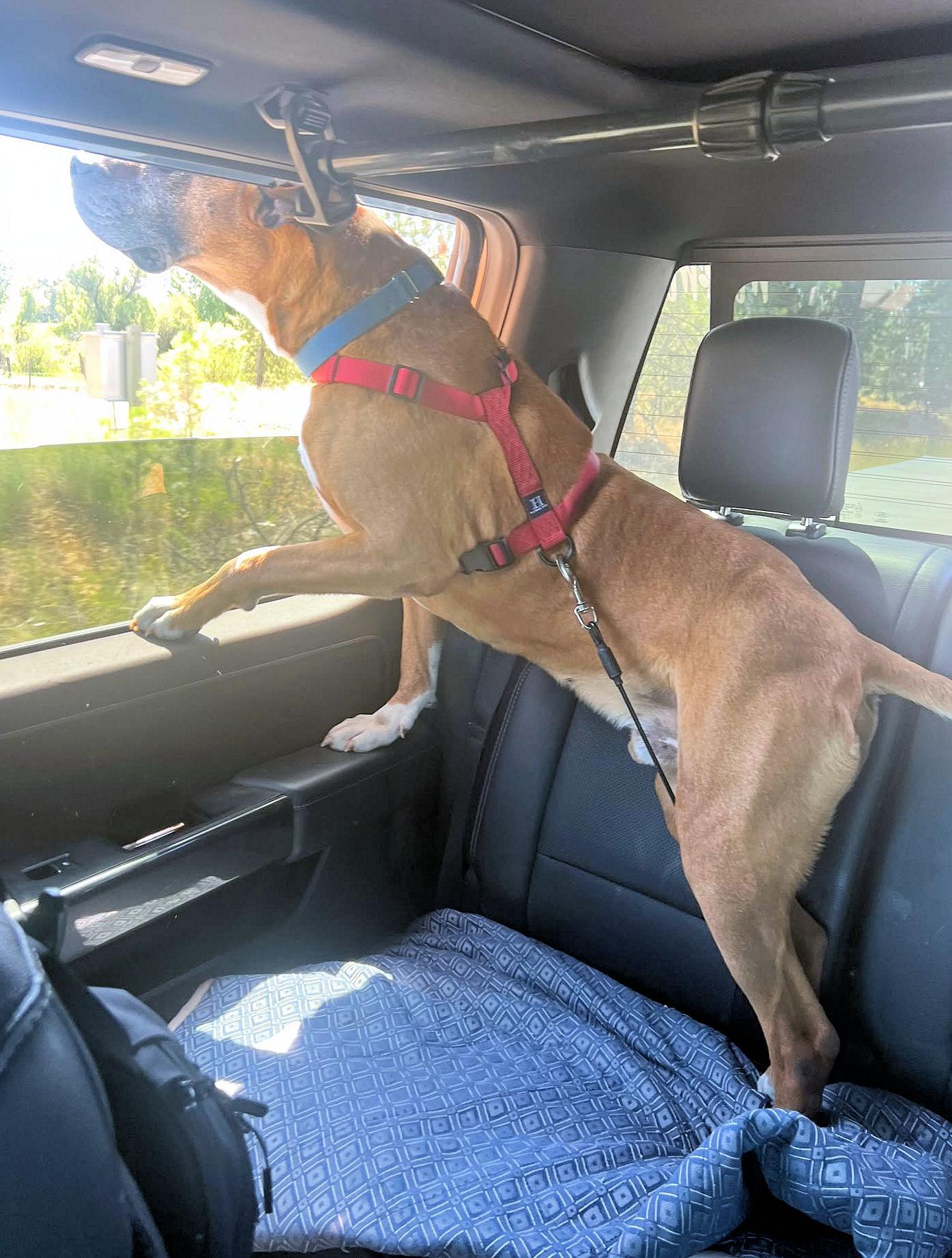 Enlarge DUKE, a Adoptable mixed breed in Kuna, ID image 4/5