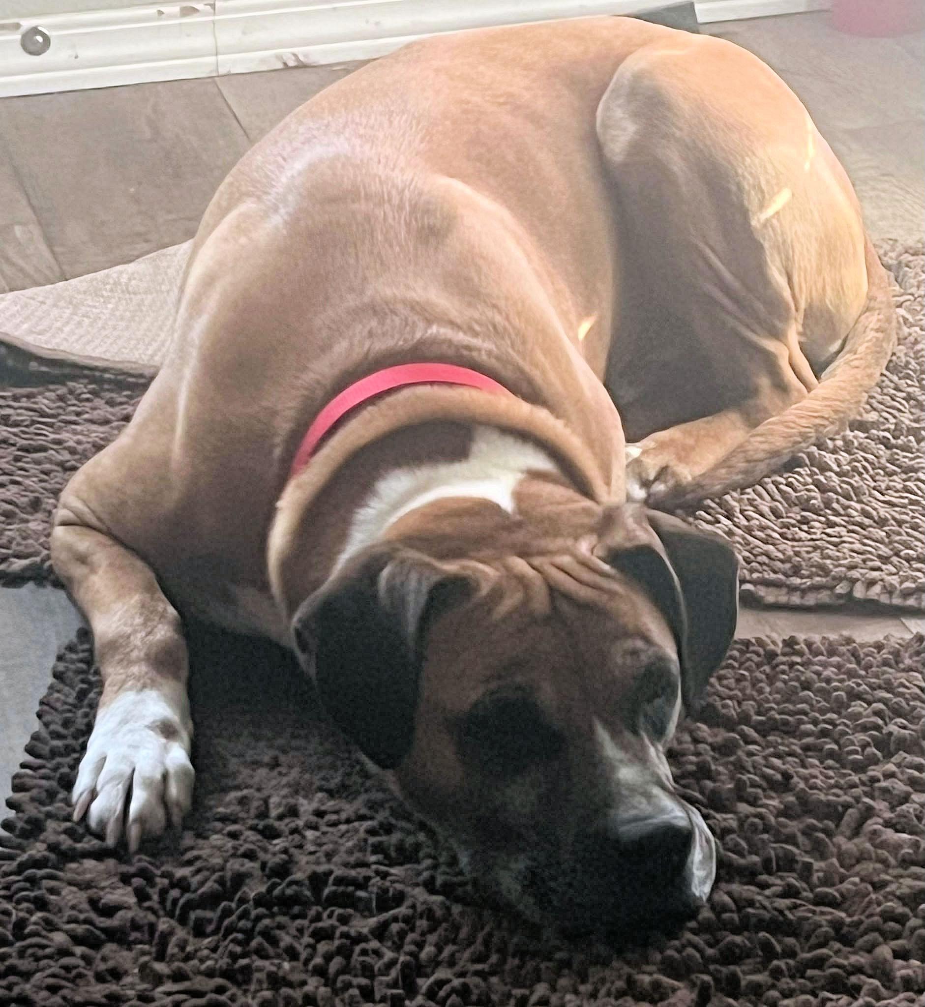 Enlarge DUKE, a Adoptable mixed breed in Kuna, ID image 3/5