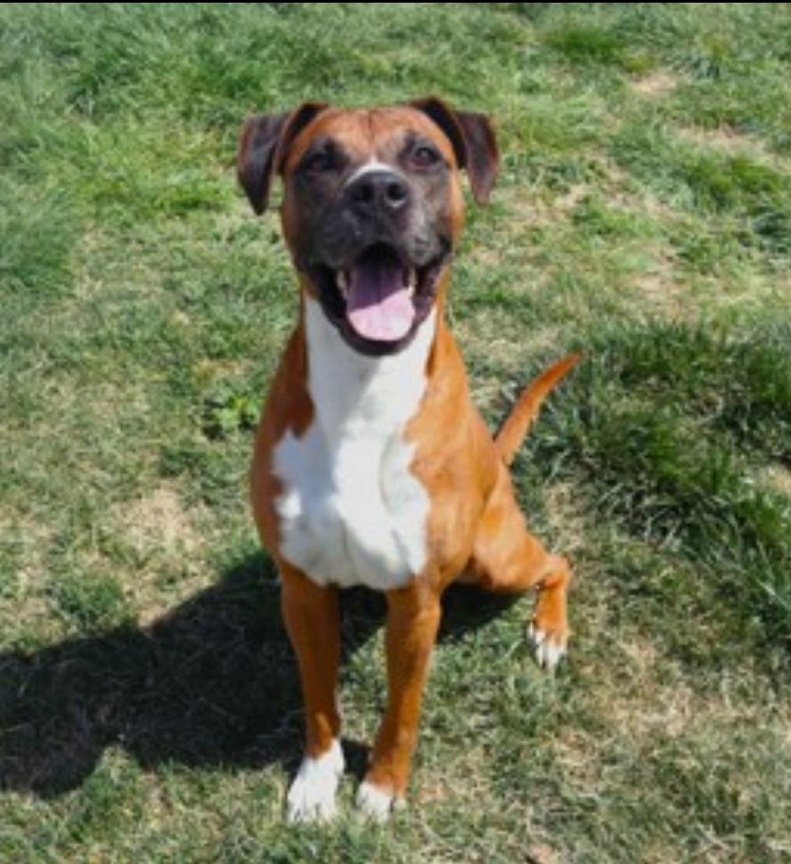 Enlarge DUKE, a Adoptable Boxer in Kuna, ID image 1/2