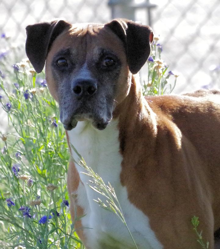 Enlarge DUKE, a Adoptable Boxer in Kuna, ID image 2/2