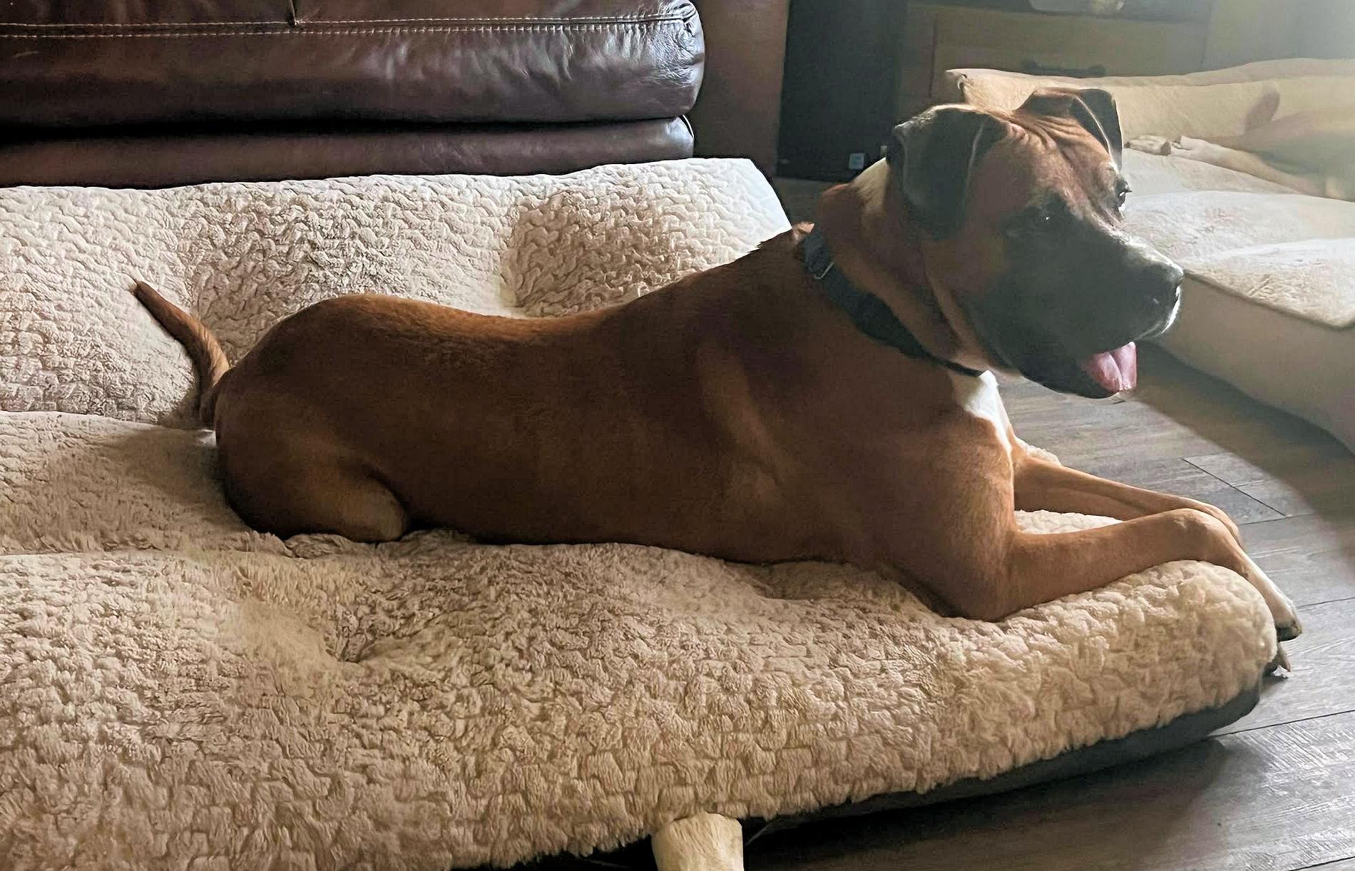 Enlarge DUKE, a Adoptable mixed breed in Kuna, ID image 5/5