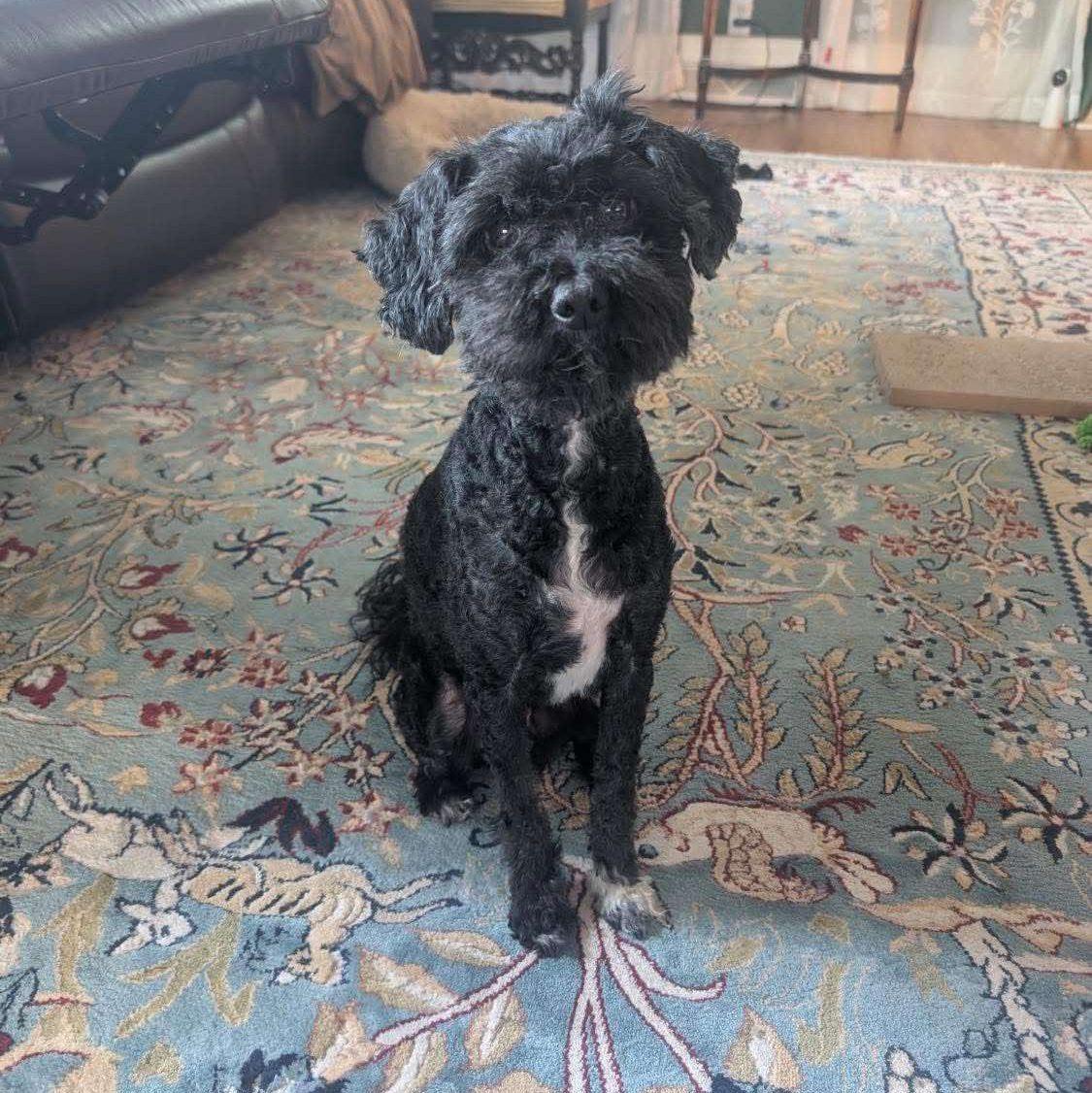 Bo Jackson, ADOPTABLE, Adult Male Miniature Poodle & Chinese Crested Dog.