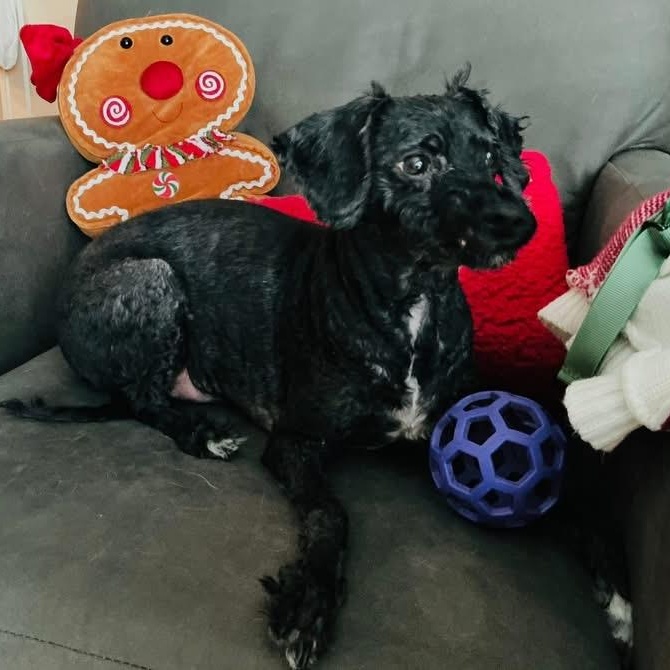 Enlarge Bo Jackson, a ADOPTABLE mixed breed in Norwalk, IA image 2/3