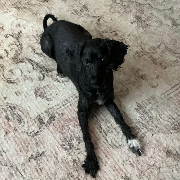 Enlarge Bo Jackson, a ADOPTABLE mixed breed in Norwalk, IA image 3/3