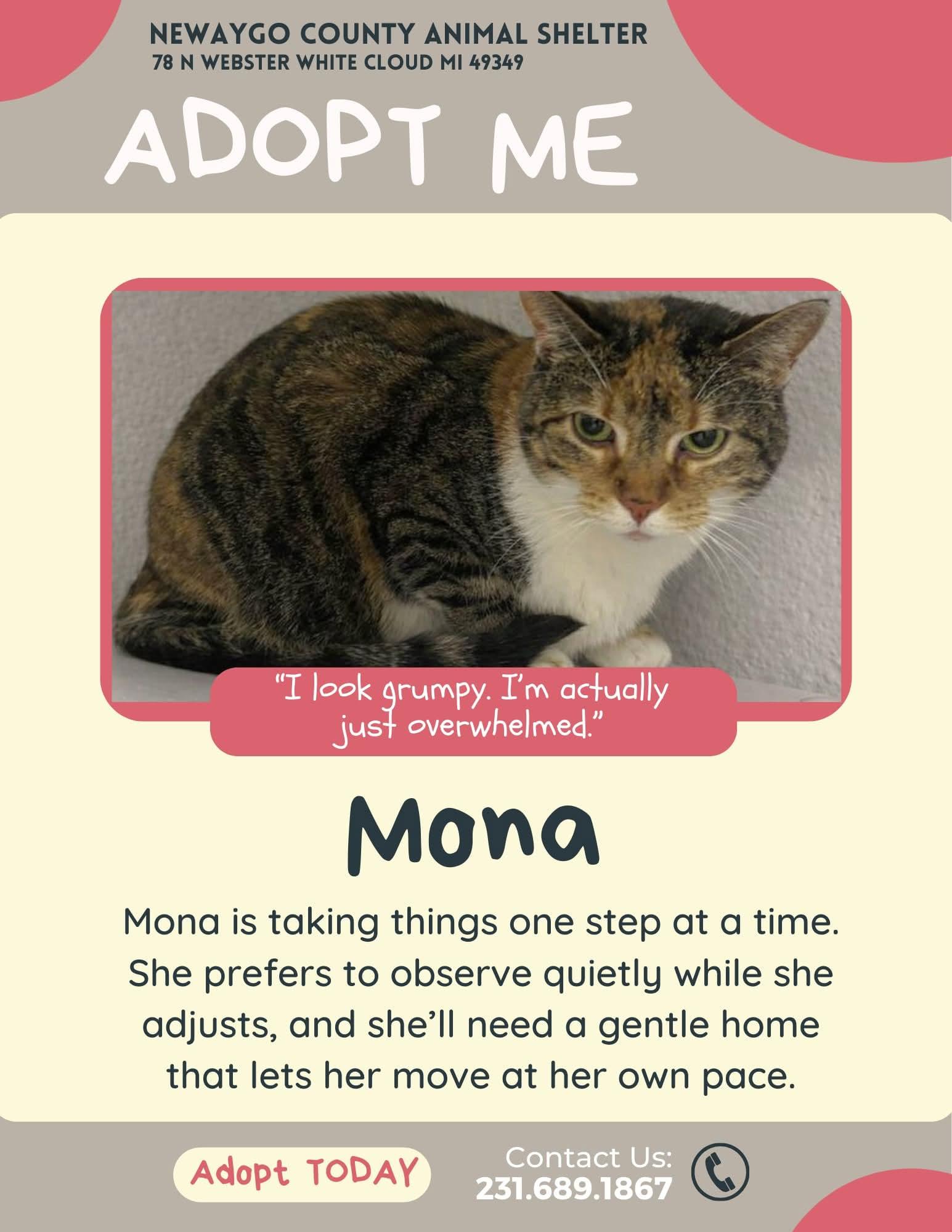 Mona, ADOPTABLE, Adult Female Domestic Short Hair.